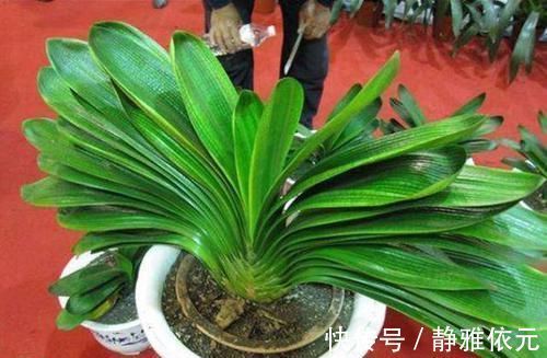 竹签子|不会养君子兰?插根竹签子,立竿见影,养出高品质君子兰