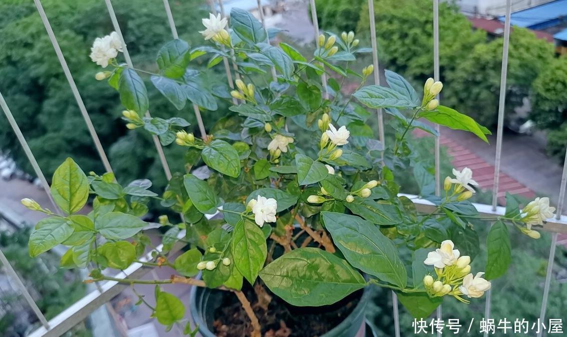 茉莉开花多不多,主要在三个细节工作,做得不到位补救还来得及