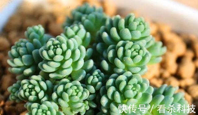 美人|多肉植物里的“六大美人”,我家养了几棵,有些确实难养!