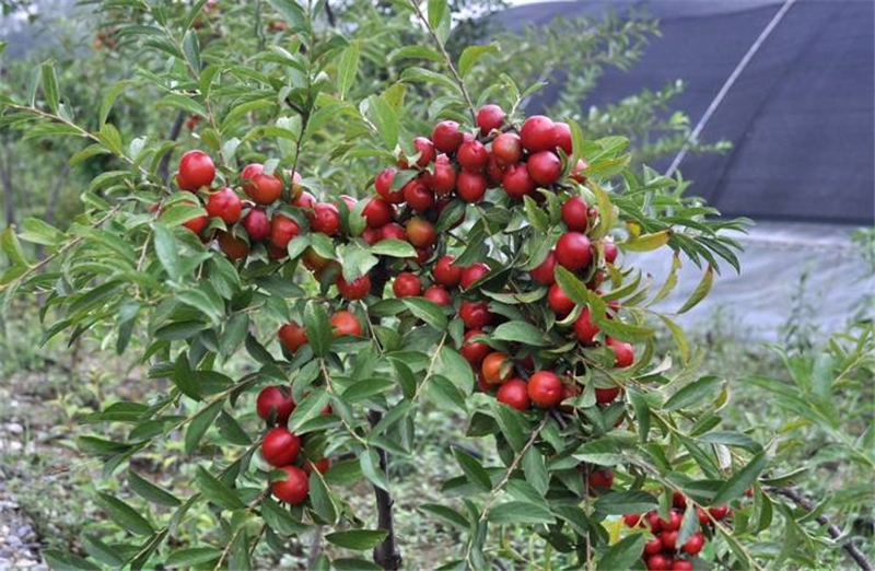 水果|钙含量为水果之最，被称作“钙果”，老人孩子可多吃，如今正当季