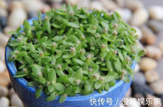 4种“果核”不要扔,埋土里,5天之后“惊喜”不断,观叶又收果!