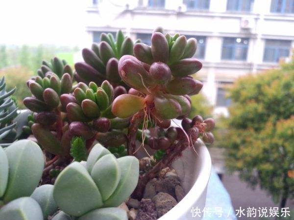 烂根|夏天养多肉,记住“懒养”,少打理多观察,要不烂根烂叶找上门