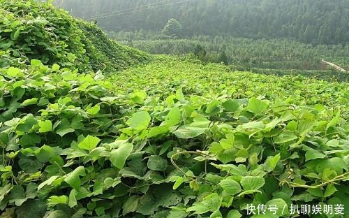 堪比|价值堪比“人参”的中药材,被国外当垃圾,不惜花费重金清理!