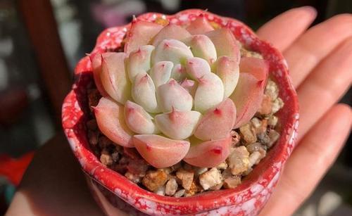 多肉|忘了奥普琳娜吧,养一棵阿尔巴佳人,叶片更肥厚,容易出状态