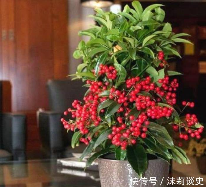 养花试试这几款,花开繁盛花香怡人,养盆放阳台美极了