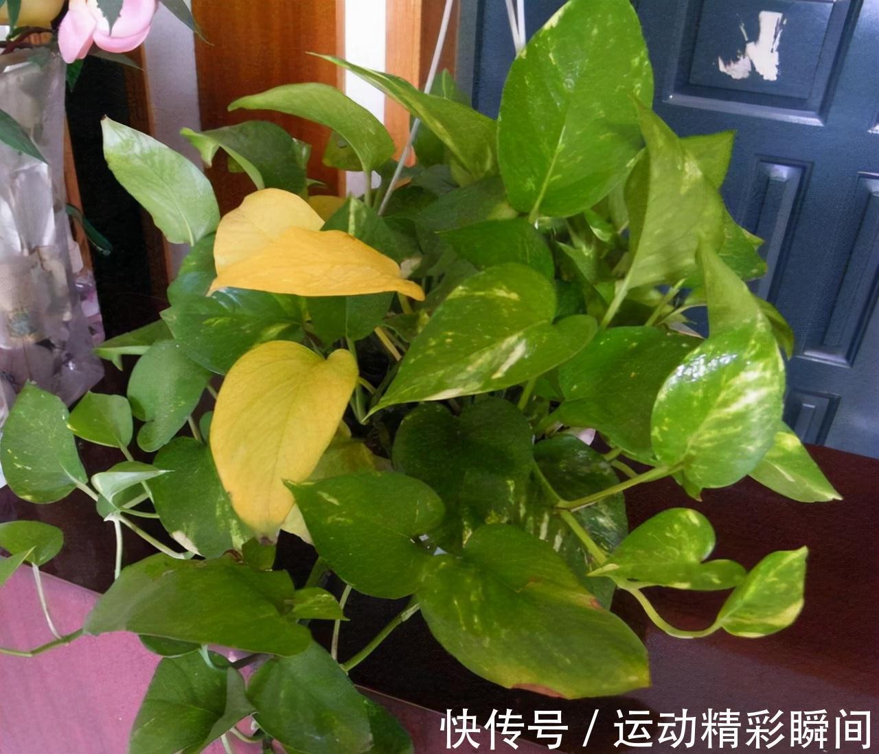 天冷需要多晒的“8种花”，有些还要“断粮少水”，不然熬不过冬