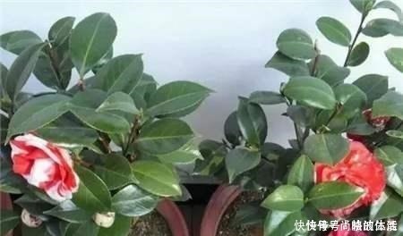 花芽|啤酒水浇花有技巧,里面加“4个小东西”,叶子油绿,花儿长疯了!