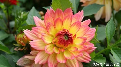 此花是世界名贵的花卉，有着大吉大利的寓意，不过也有黑暗的一面