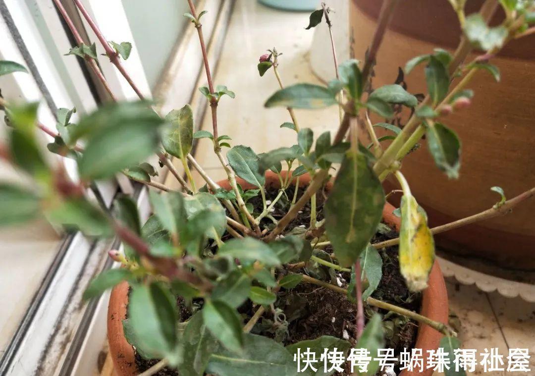 铃兰|30℃以上,10种花就先别养了,买一盆死一盆,别怪我没提醒你