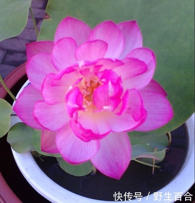 家养几种花，花期长，花色艳丽，开成花海，邻居都羡慕！