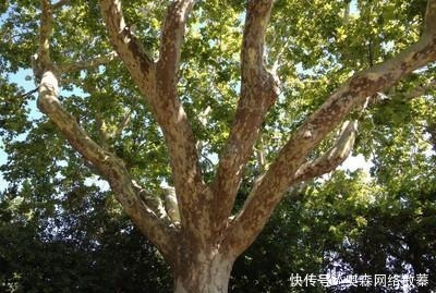 孙子|用枯树做口棺材,出殡时棺材意外不见,多年后孙子成了皇帝