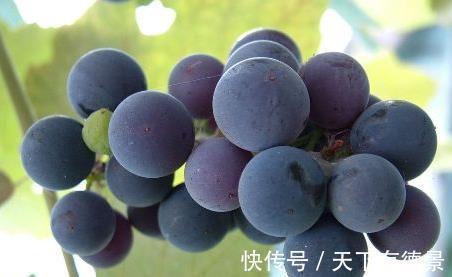 健康|吃了葡萄以后,一定别碰此类食物,为了自身的健康,早知早受益