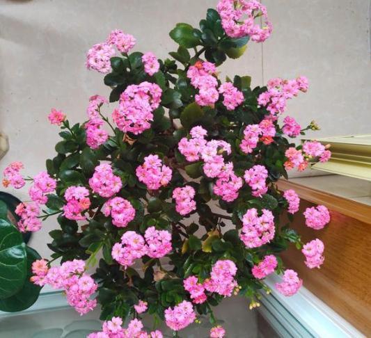 盆栽养殖长寿花，花谢就修剪、施肥，等一个月又能催花了