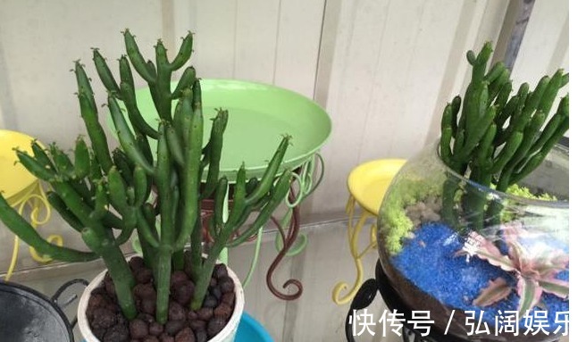 以下5种不需要浇水也能生长的花卉，养花再也不是难题