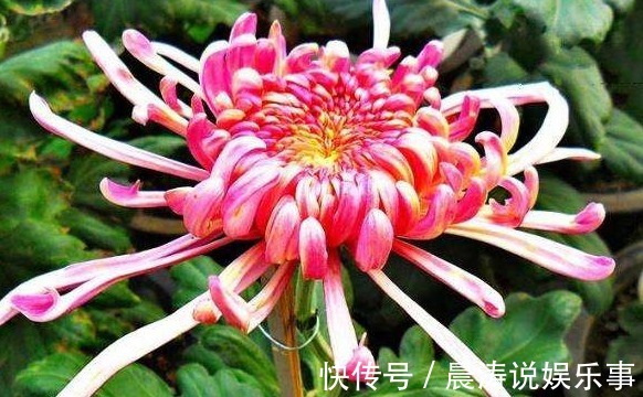 喜欢养菊就选“巾帼雄风”，花姿优美，淡雅清奇，观赏性价值极高