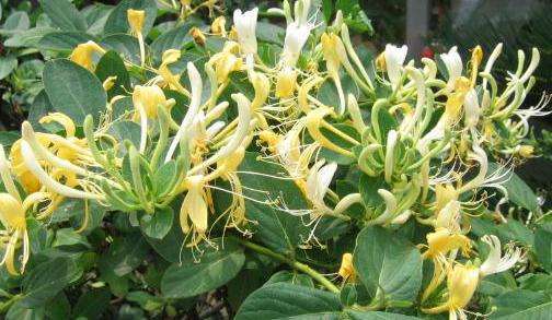 感冒药|天然的感冒药终于找到了,开水加“它”泡,嗓子不疼,咳嗽不再扰