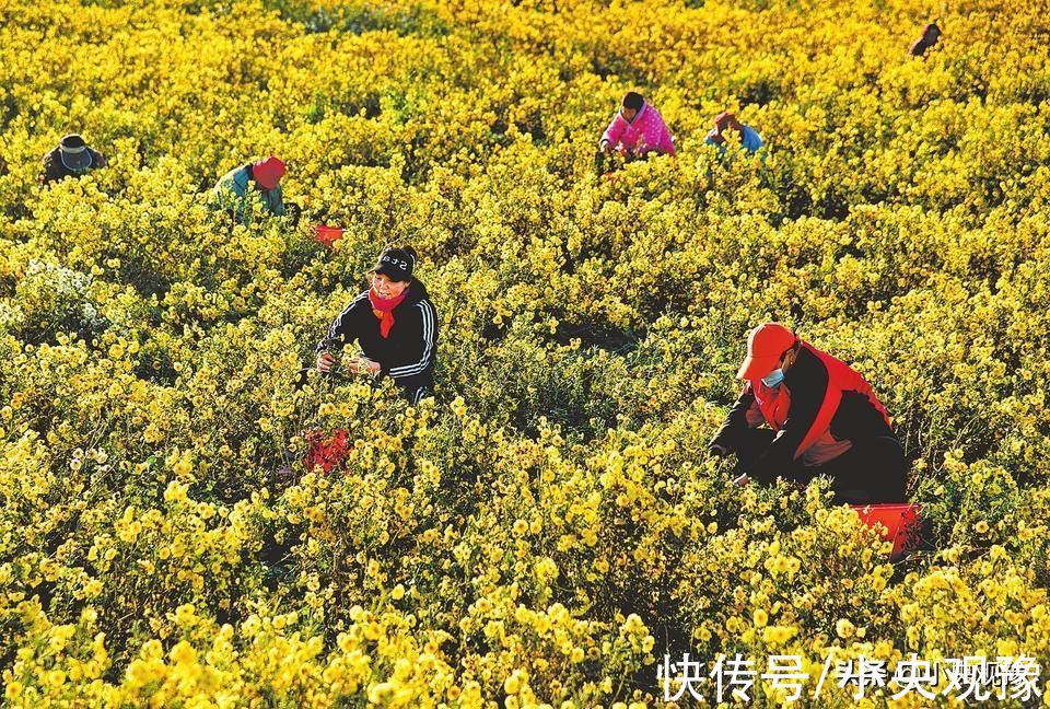 冰菊花|冰菊开出“致富花”