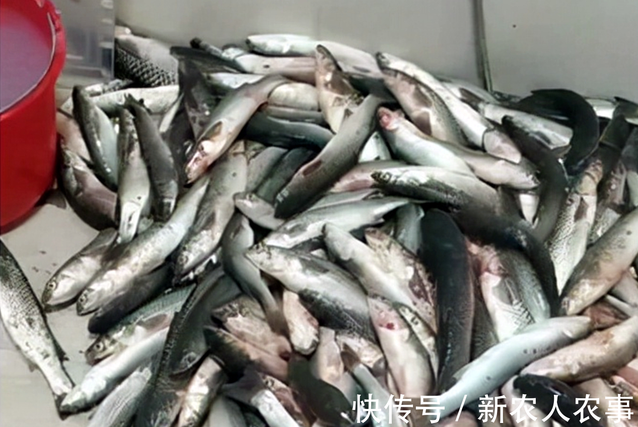 钓友|河北一男子野钓渔获蛇皮袋装,妻子却全部送邻居,网友:适当索取