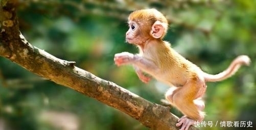 大秦帝国驱逐的神秘民族,以猴为祖以石为神,其火种留在了何方?