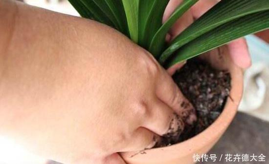 小技巧|家里养君子兰,一个施肥小技巧,叶片长得又厚又大,花开得非常多