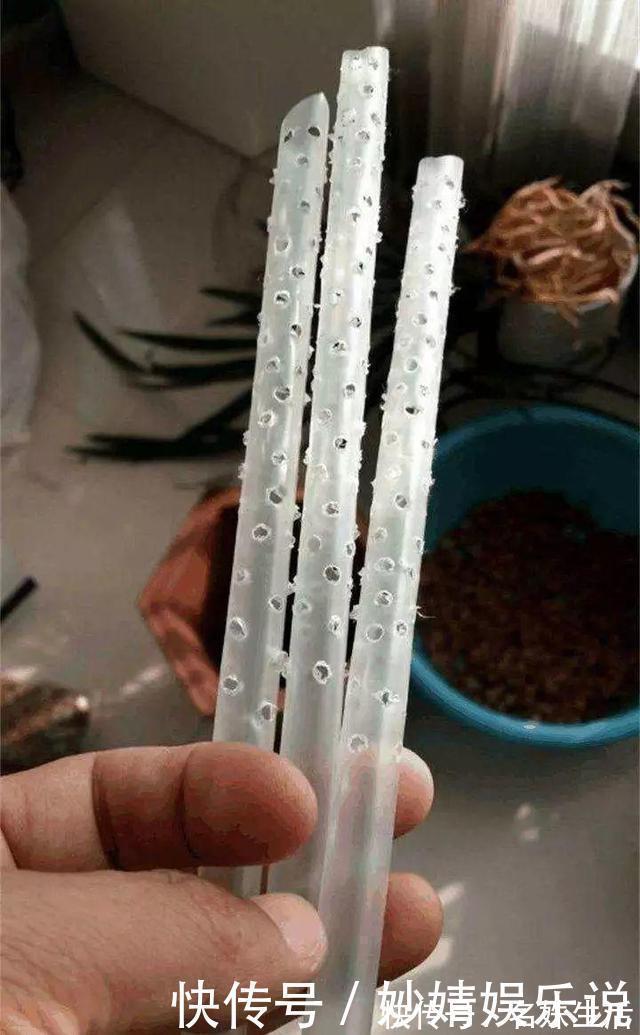 沙子|盆里埋点它,小虫子全没了,花越长越茂盛!
