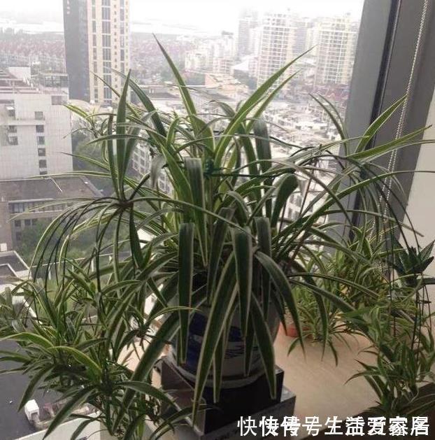 金边吊兰这样养,不用买就能种,叶子大颜色漂亮,一年长爆盆!