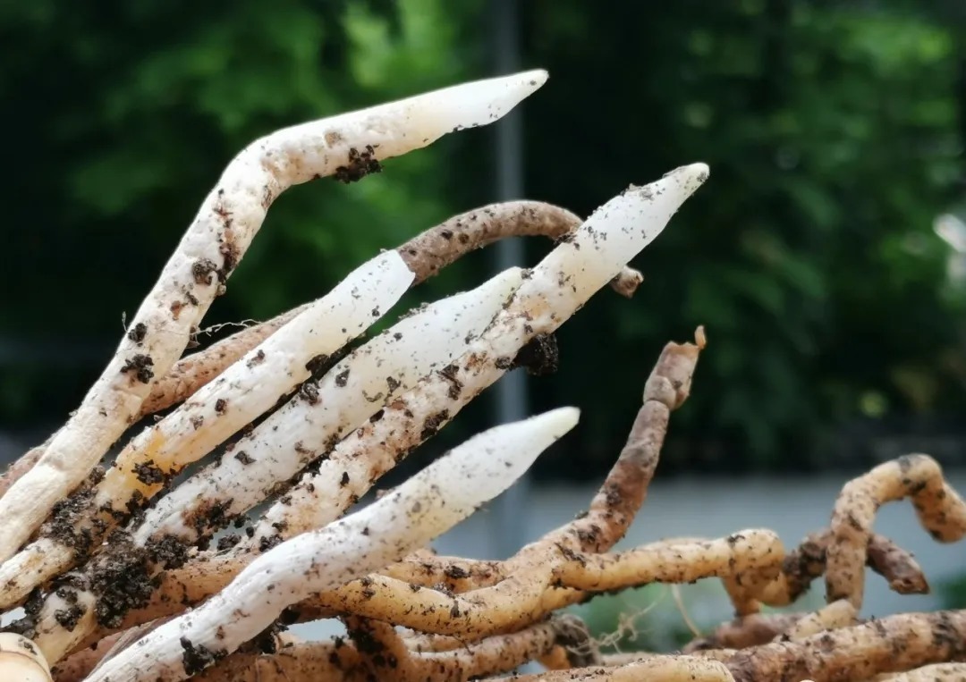 植料|多菌灵浇根，可以防止和治疗兰花烂根吗？兰友常常这样做