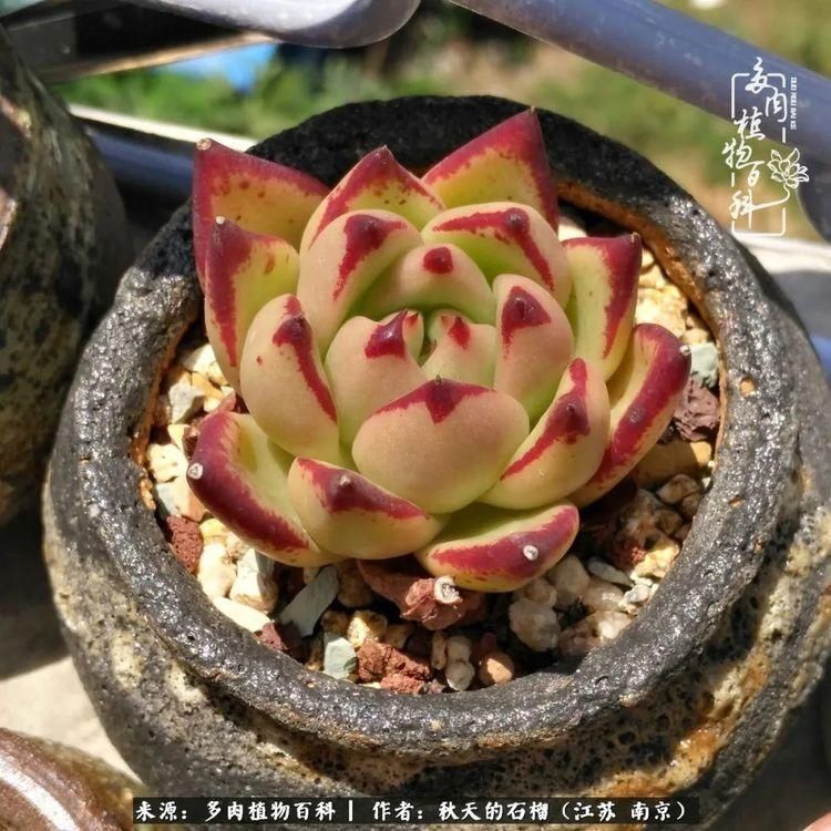 渡劫归来的肉肉,谁是谁的前世,谁又成了谁的今生