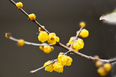 中年|河北石家庄鹿泉区：腊梅花开十方院