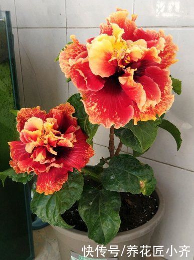 通风度|5种可以四季开花的植物，开花很美，花量很大，单朵花却只开一天