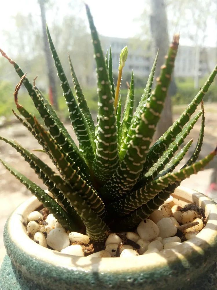 送瘟神,洒庭院,赏多肉,合家团聚话将来!