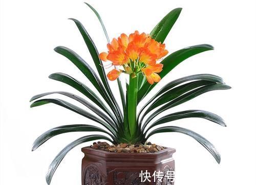叶片|养君子兰一点也不难,但不能乱养,只需掌握四点就足够了