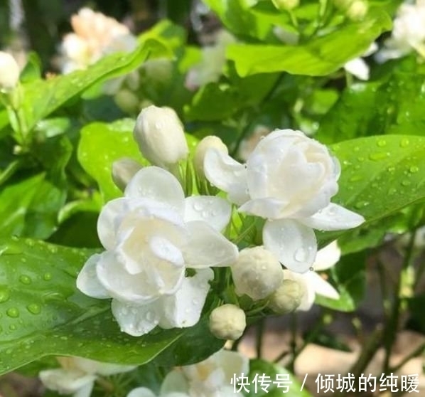 茉莉花|养花就养这几款,花朵小巧玲珑,四季有花开,花香四溢飘满屋,美