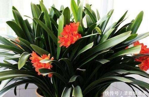 植物|养花不会施肥记住3点就行了,学会了“一生受用”