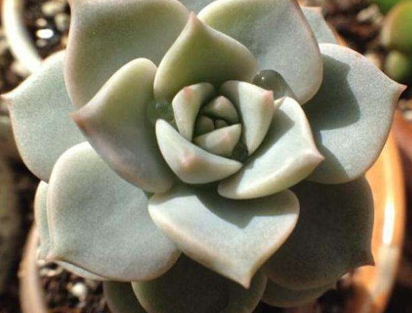 多肉|多肉植物叶片变薄怎么办教你3个小妙招,叶片肥厚,晶莹剔透