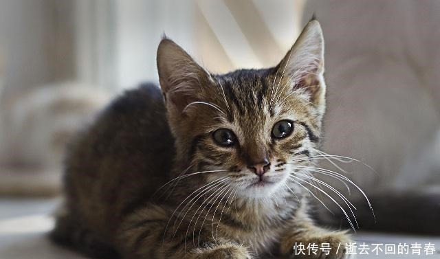 智商很高的4种喵星人,中华田园猫上榜,仙女