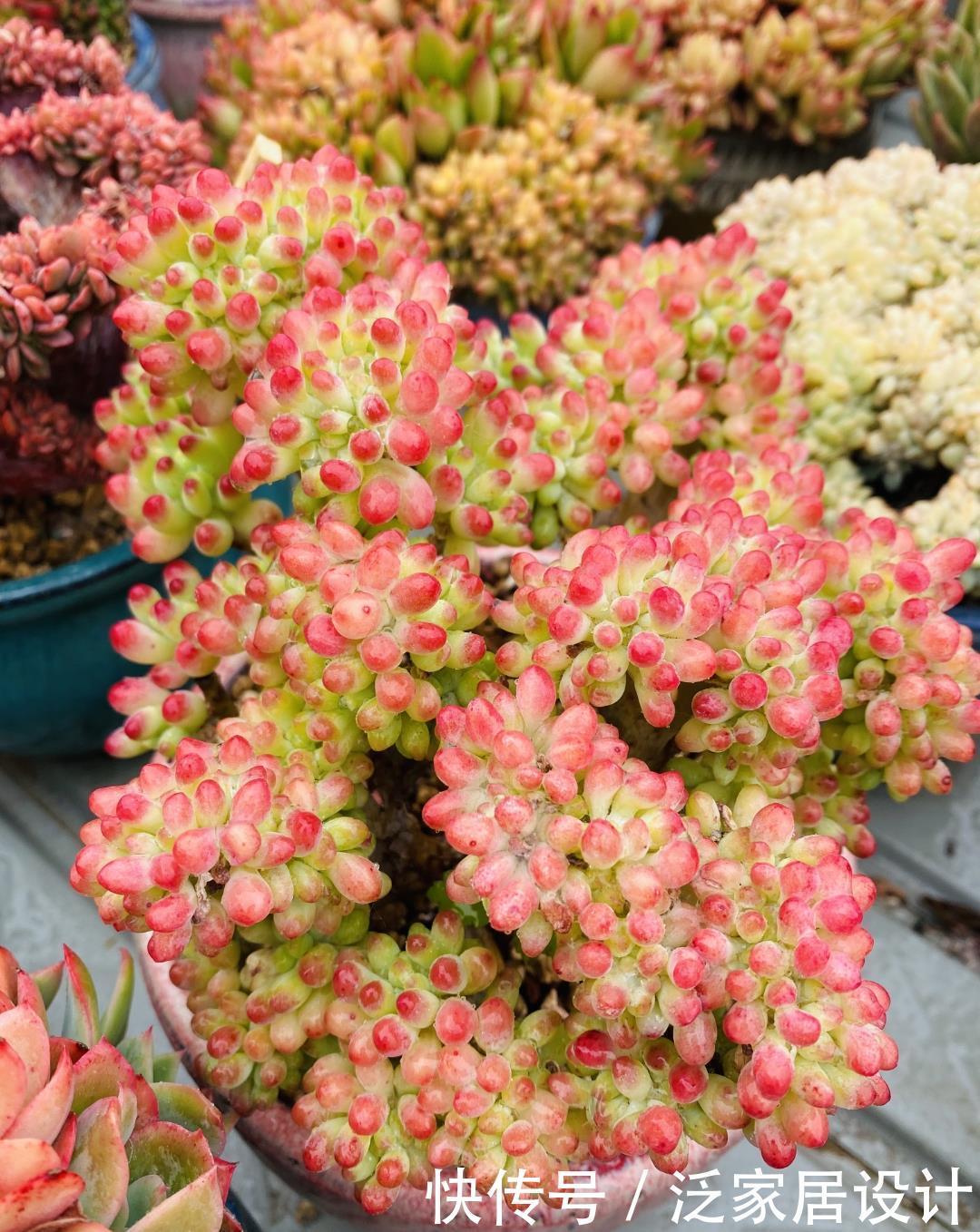 多肉|夏天温度高,不要给这“三多肉”喷水,否则易黑腐,直接化成水