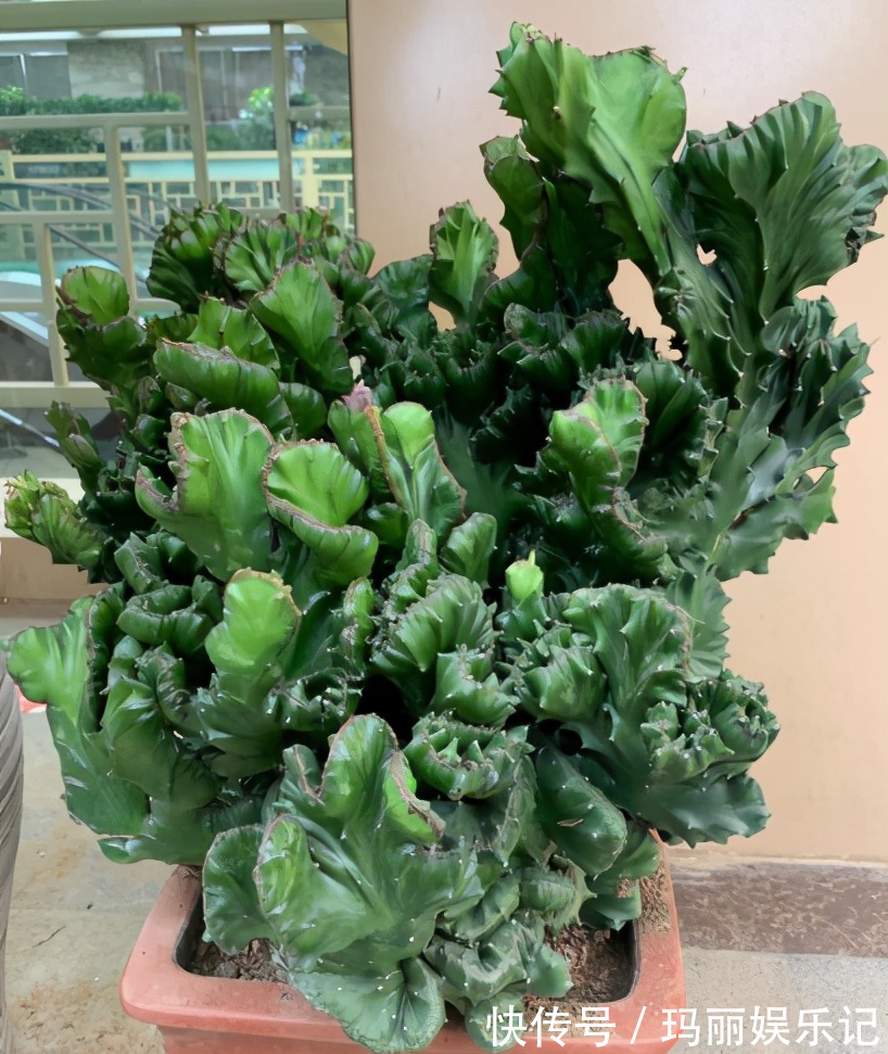 盆栽|别人嫌丑的“玉麒麟”，养家里却镇宅，养10年成“传家宝”