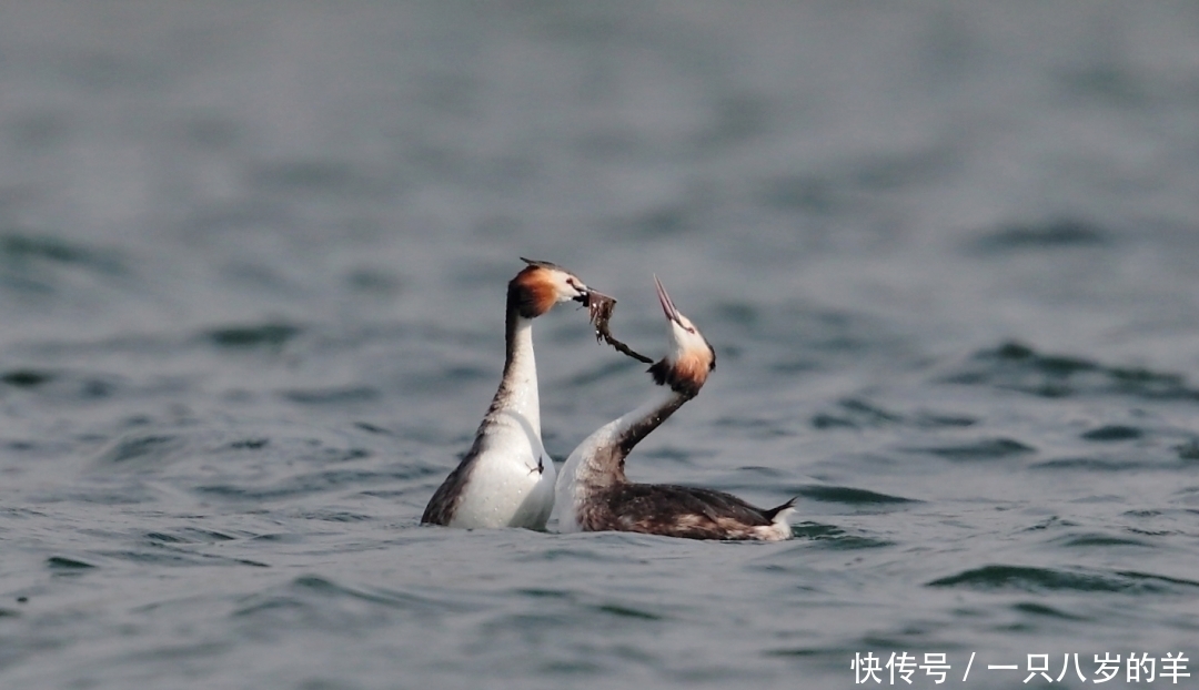 白话文|两情相悦的诗句有哪些,精选十五句带白话文意思及翻译