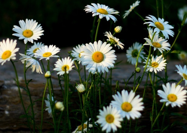 家里有小院,不妨养这些花朵,花期长又美貌,花儿开成团,超漂亮