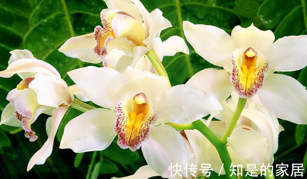 软腐病|5种花美则美矣，就是不好养，没有四五年的养花经验，越养越闹心