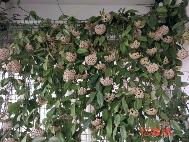 10种爬藤花,养了1种就停不下来!一开花就收不住,太好看了