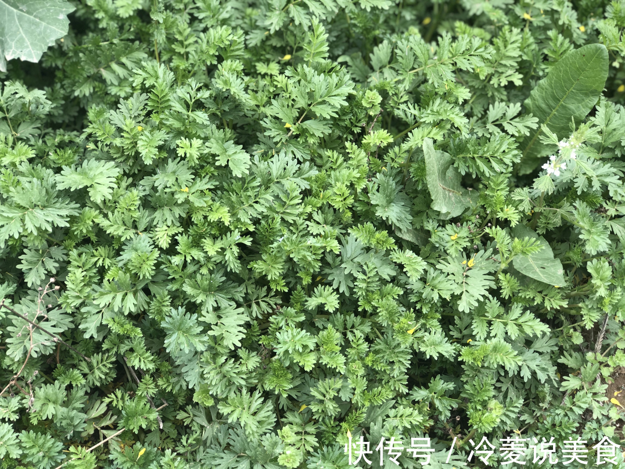 刺儿菜|这8种野菜很常见，但很多人不知道能吃，你认识几种