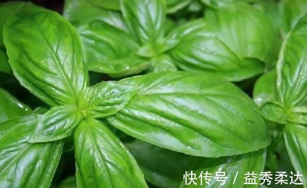 中药材|乡下一种野草看起来不起眼,市场价一斤40元,是一种中药材