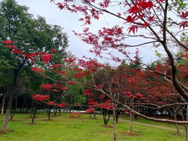 秋色|粉黛浪漫、芙蓉温柔，去公园追一场绝美秋色