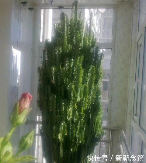 虎皮兰|这“3种花”,“病菌”全都怕,养一盆在家,大人孩子少生病