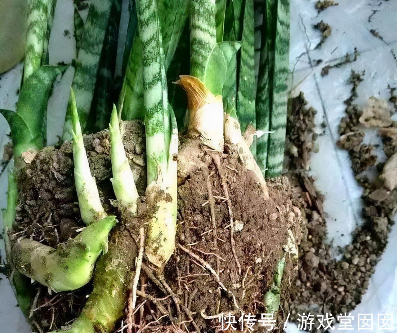 虎皮兰有“3喜2怕”，难怪不爱长新芽，现在纠正也不晚