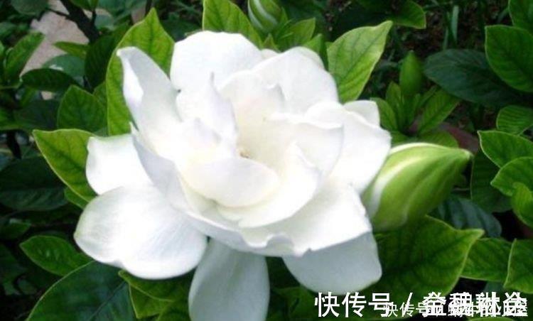 4种花不怕冷不怕热,好养又漂亮,养家里,1盆顶5盆