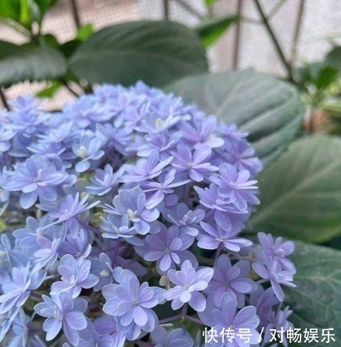 花草|这三种花再喜欢也不能夏天买,不好养难伺候,买回来就后悔