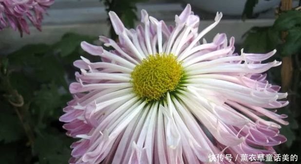 喜欢菊花 不如养盆 菊中精品 龙吐珠 似千层花浪 魅力四射 快资讯